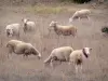 Causse du Larzac - Larzac plateau, in the Grands Causses Regional Nature Park: flock of sheep