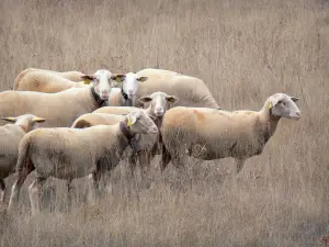 Causse du Larzac - Larzac plateau, in het Regionaal Natuurpark van de Causses: kudde schapen