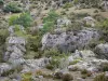 Causse du Larzac - Larzac plateau, in the Grands Causses Regional Nature Park: rocks and vegetation