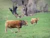 Cerdagne - Koeien in een weiland omgeven door bomen, in het Regionale Natuurpark van de Catalaanse Pyreneeën