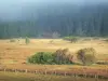 Cézallier mountains - Pastures (grass) dotted with shrubs and forests (trees) in the background; in the Auvergne Volcanic Regional Nature Park