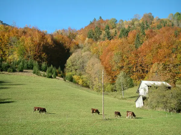 Chablais - Alm (Weide) mit Abondance-Kühen, Häuschen und Bäume eines Waldes mit Farben des Herbstes, im Haut-Chablais