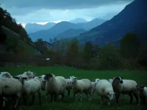 Chablais - Schafe in einer Wiese, Bäume, Hügel, Berge und bewölkter Himmel