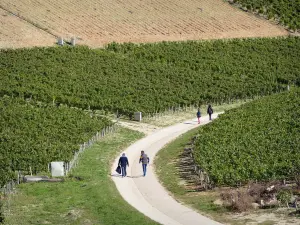 Chablis - Chablis vineyard: path lined with fields of vines