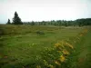 Champ du Feu - Prairie parsemée de fleurs sauvages et arbres en arrière-plan