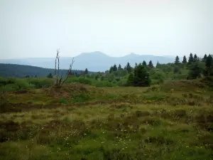 Champ du Feu - Landes, wild wachsende Blumen, Bäume, Wald und Hügel im Hintergrund