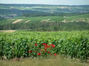 Champagne trail - Côte des Bar: herbs, rosebush (red roses), vines, trees and hills covered with vineyards