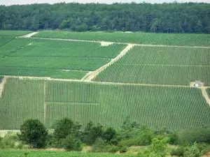 Champagne trail - Côte des Bar: trees, vineyards and forest