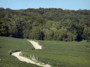 Champagne vineyards - Road lined with vineyards (Champagne vineyards, in the Reims mountain Regional Nature Park) and forest (trees)