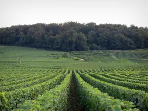 Champagne vineyards - Vineyards of Côte des Blancs (Champagne vineyards) and trees