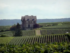 Champagne vineyards - Vineyards of the Reims Mountain (Champagne vineyards, in the Reims mountain Regional Nature Park), lives and forest