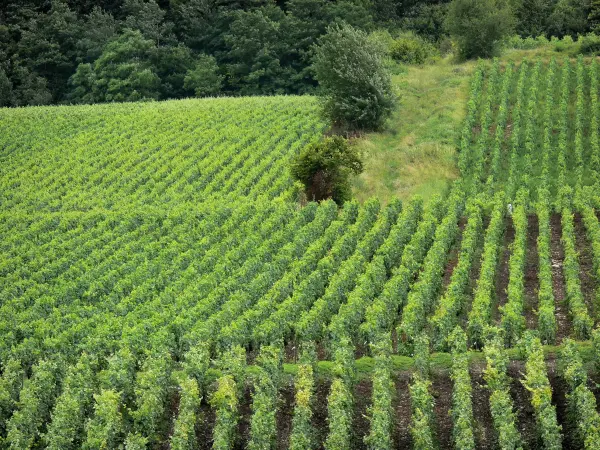 Champagne vineyards - Champagne vineyards