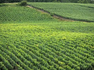 Champagne vineyards - Vine fields in the Champagne vineyards