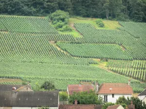 Champagne vineyards - Roofs of houses and vine fields of the Champagne vineyards