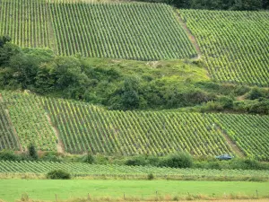 Champagne vineyards - Champagne vineyards: view of the vine fields