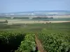 Champagne Weinberg - Reben des Weinbergs der Montagne de Reims (Weinberg der Champagne, im Regionalen Naturpark der Montagne de Reims) mit Blick auf die umliegenden Felder