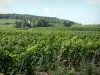 Champagne Weinberg - Rebstöcke des Weinbergs der Montagne de Reims (Weinberg der Champagne, im Regionalen Naturpark der Montagne de Reims), Gebetshaus, Bäume und Wald