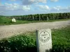 Champagne Weinberg - Weinberg der Champagne (Weinberg der Montagne de Reims): Grenzsteine von bekannten Champagner Häusern, Reben, Weg, Wolken im Himmel