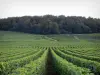 Champagne Weinberg - Rebstöcke des Weinbergs der Côte des Blancs (Weinberg der Champagne) und Bäume