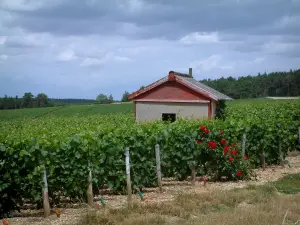 De Champagneroute - Coast Bar Road, rozenstruik (rode rozen) en huis (hut) in de wijngaarden
