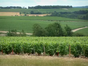 De Champagneroute - Coast Bar wijngaarden en bomen