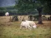 Charolais Rind - Charolais Rinder (weisse Kühe) in einer Wiese