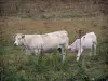 Charolais Rind - Weisse Kuh mit ihrem Kalb in einer Wiese