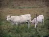 Charolaise cow - White cow and its veal in a meadow