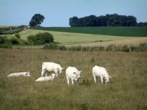 Charolaise cow - White cows in a pasture, fields and trees