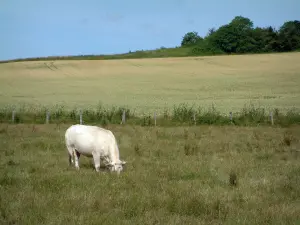 Charolaise cow - Pasture with a white cow, a wheat field and trees