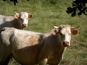 Charolaise cow - Two white cows