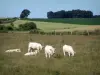 Charolaise Kuh - Weisse Kühe in einer Weide, Felder und Bäume