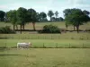 Charolaise Kuh - Weisse Kühe in einer Weide, Bäume, und Wolken im Himmel