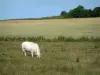 Charolaise Kuh - Weide mit einer weissen Kuh, Weizenfeld und Bäume
