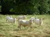 Charolaise Kuh - Weisse Kühe in einer Weide und Bäume