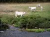 Charolaiskoe - Charolais koeien (witte koeien) in een rivier