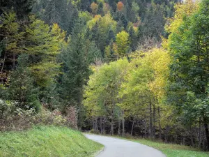 Chartreuse Regional Nature Park - Chartreuse mountains: tree-lined road