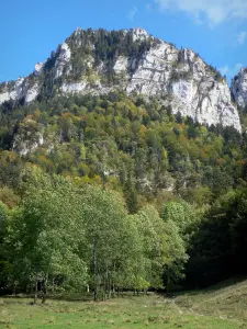 Chartreuse Regional Nature Park - Chartreuse mountains: cliffs, forest, trees and meadow