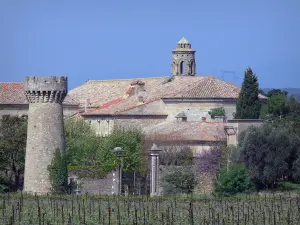 Château-abbaye de Cassan - Château-abbaye (ancien prieuré royal), clocher de l'église, arbres et vignes, à Roujan