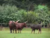 Château de la Bourbansais - Zoo de la Bourbansais (parc zoologique) : zébus