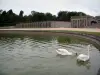 Château de Chantilly - Pond with swans