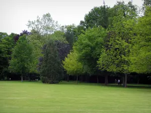 Château de Cheverny - Trees and lawn of the park