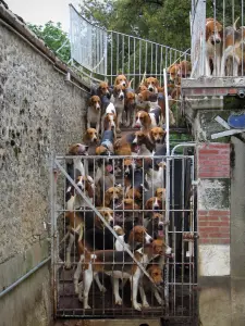 Château de Cheverny - Chenil : meute de chiens