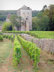 Château de Gevrey-Chambertin - Forteresse médiévale dominant les vignes du vignoble de la Côte de Nuits