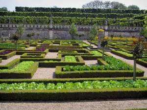 Château de Villandry and gardens - Vegetables of the vegetable garden