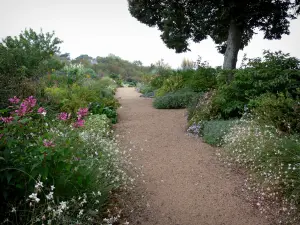 Châteaudun - Jardin de l'Hôtel-Dieu : allée bordée d'arbustes, fleurs et arbre