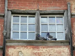 La Châtre - Las palomas se sientan en el alféizar de la ventana