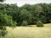 Chaux forest - Trees of the forest, shrubs and the high vegetation