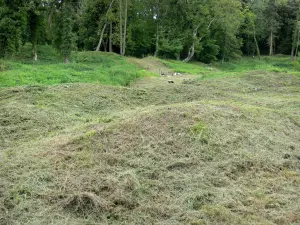 Chemin des Dames - Craonne arboretum op de plaats van de oude verwoeste dorp Craonne