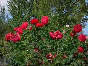 Chemins de la Rose park - Rose garden: rosebushes, in Doué-la-Fontaine